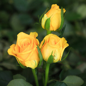 Moon Walk – A Radiant Bunch of 10 Yellow Stems That Brings Sunshine to Every Arrangement