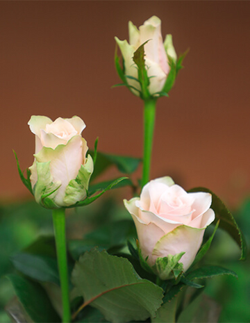 Pink Athena – A Graceful Bunch of 10 Stems with Soft Elegance and Lasting Beauty