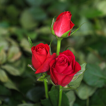 Ace Cerise – A Bold Bunch of 10 Dark Pink Stems with Full Bloom Beauty