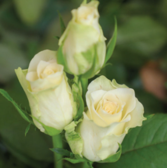 BUNCH OF 10 STEMS - ATHENA