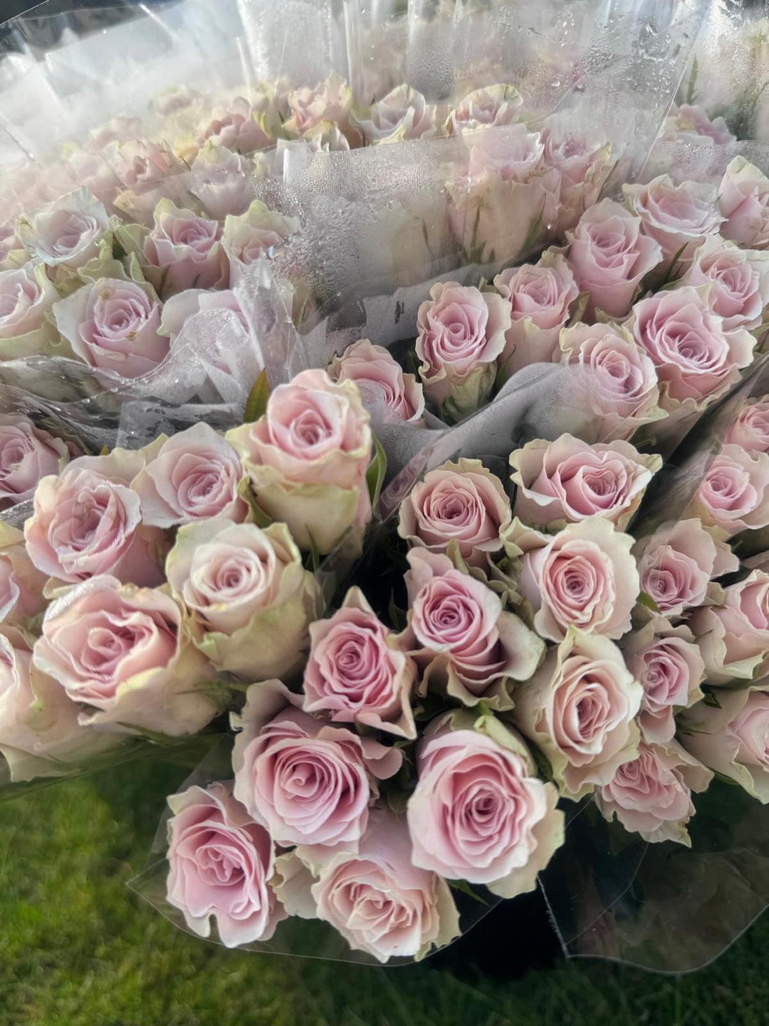 BUNCH OF 10 STEMS - MAGMA